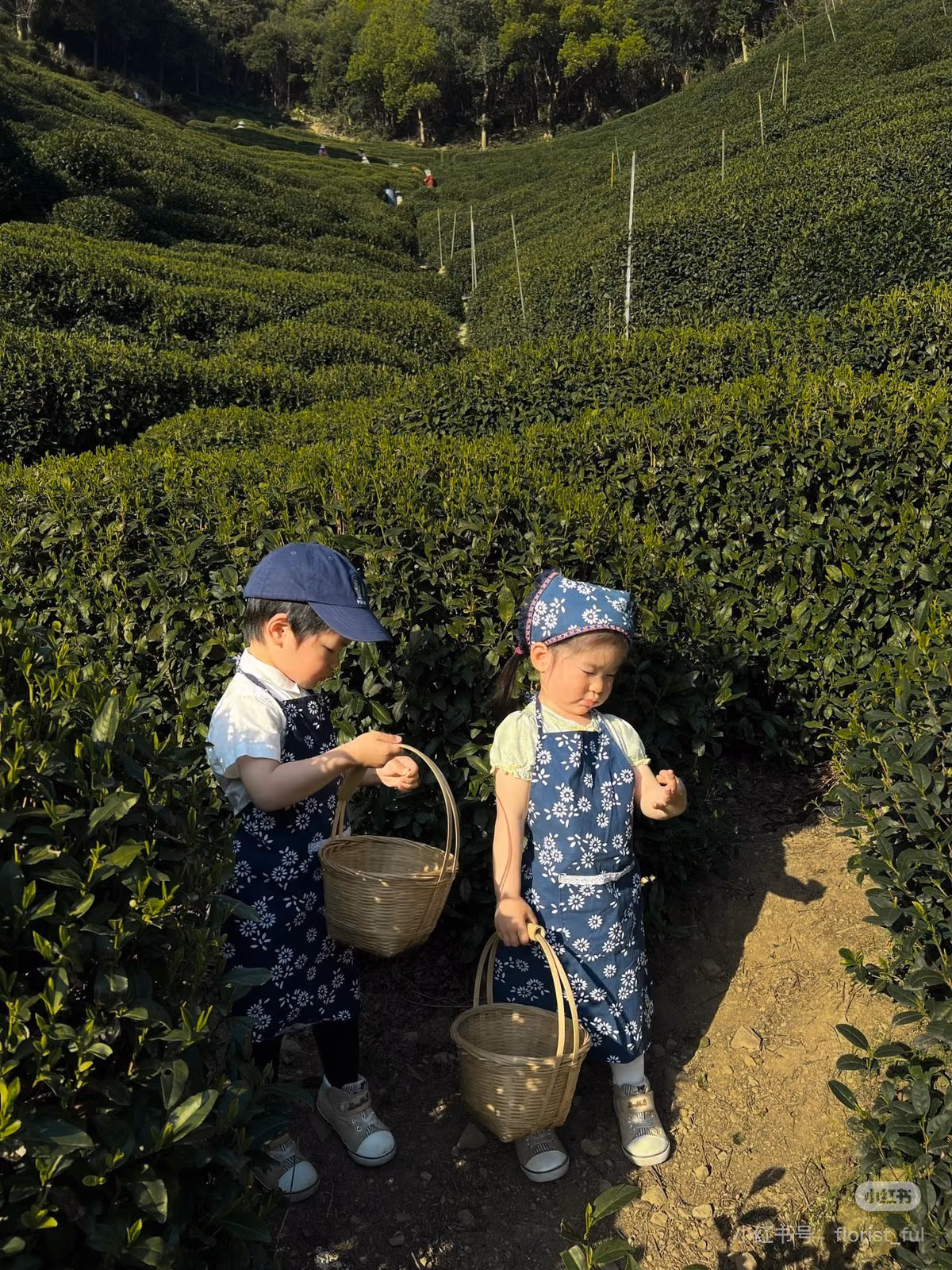 Pickers with baskets working the terraced Longjing tea fields above Hangzhou