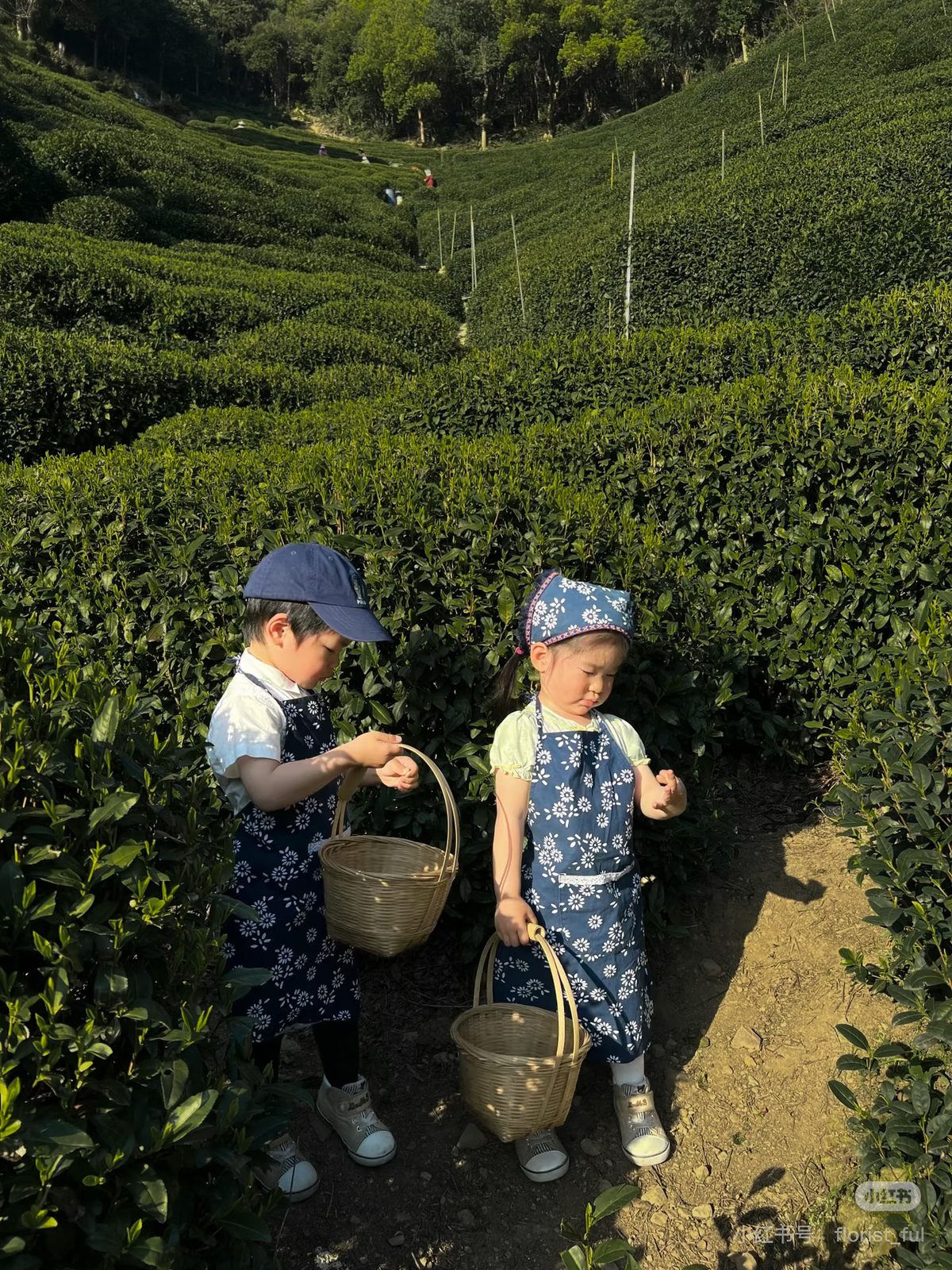 Pickers with baskets working the terraced Longjing tea fields above Hangzhou