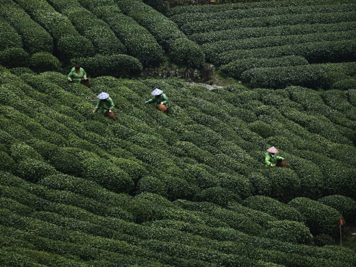 Tea pickers in conical hats working rolling terraced tea fields