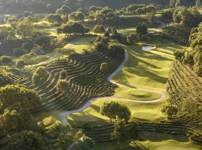 Fairways at Fuchun Golf Club winding between terraced rows of Longjing tea in evening light