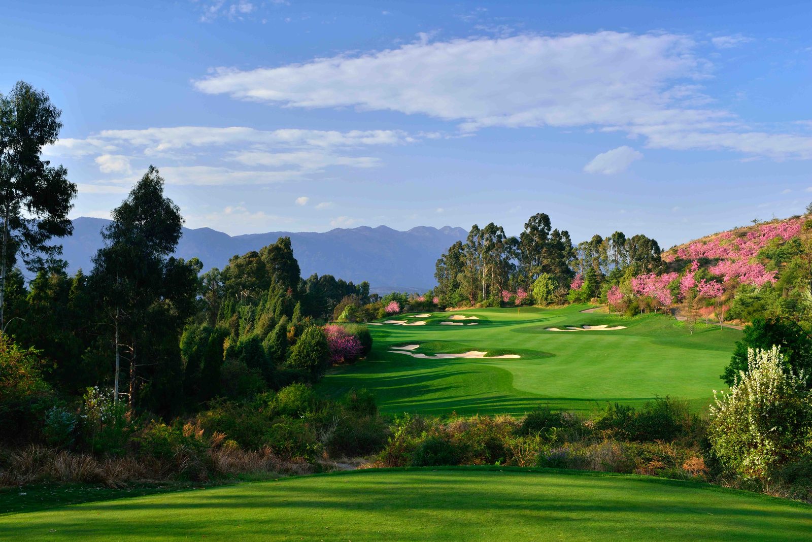 Spring blossoms lining a bunkered fairway on the Mountain Course at Spring City